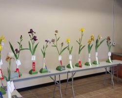 Iris Show at Summerwinds Nursery