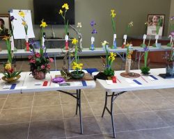 Iris Show at Summerwinds Nursery