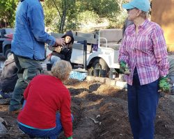 Planting iris at the Phoenix Zoo