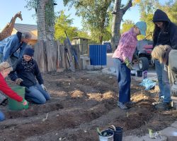 Planting iris at the Phoenix Zoo