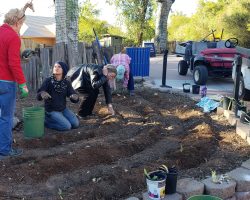 Planting iris at the Phoenix Zoo