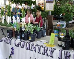 Late Iris Exhibit at Summerwinds Nursery