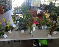 Late Iris Exhibit at Summerwinds Nursery
