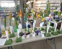 Late Iris Exhibit at Summerwinds Nursery