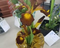 Late Iris Exhibit at Summerwinds Nursery