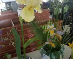 Late Iris Exhibit at Summerwinds Nursery