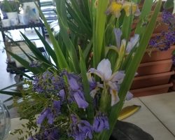 Late iris exhibit at Summerwinds Nursery