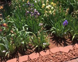 Garden Visit and Judges Training in Sedona