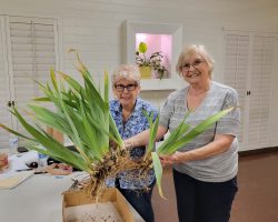 Sun Country Iris Society Club Meeting