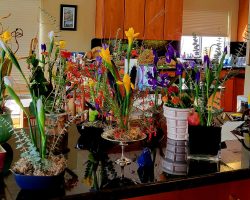 Sun Country Iris Society Artistic Design Training