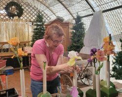 Sun Country Iris Society AIS Iris Show