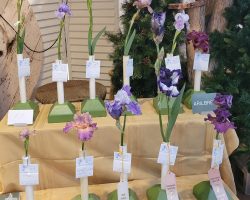 Sun Country Iris Society AIS Iris Show