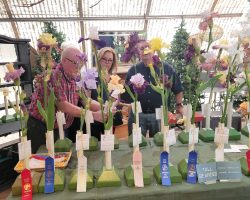 Sun Country Iris Society AIS Iris Show