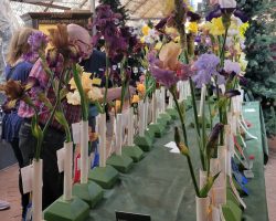 Sun Country Iris Society AIS Iris Show