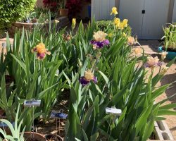 Sun Country Iris Society Garden Tour