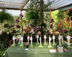 Sun Country Iris Society Early Iris Exhibit