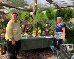 Sun Country Iris Society Early Iris Exhibit