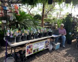 Sun Country Iris Society Potted Iris Sale