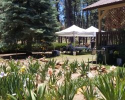 Sun Country Iris Society Garden Visit