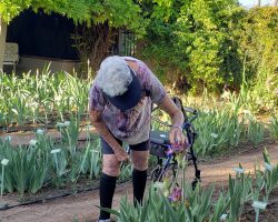 Sun Country Iris Society Hybridizing Training