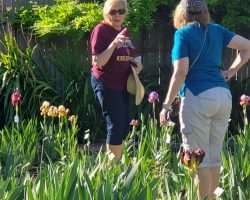 Sun Country Iris Society Hybridizing Training