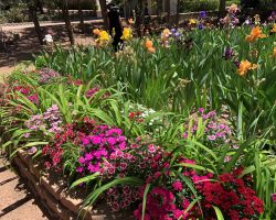 Sun Country Iris Society Garden Visit