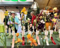 Sun Country Iris Society AIS Iris Show