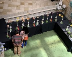 Sun Country Iris Society Iris Show