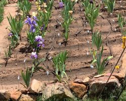 Sun Country Iris Society Garden Visit