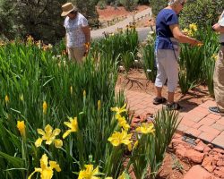 Sun Country Iris Society Garden Visit
