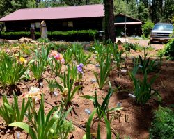 Sun Country Iris Society Garden Visit