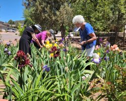 Sun Country Iris Society Garden Visit