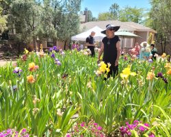 Sun Country Iris Society Garden Visit