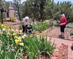 Sun Country Iris Society Garden Visit