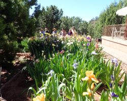 Sun Country Iris Society garden visit
