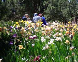 Sun Country Iris Society garden visit