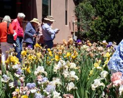 Sun Country Iris Society Garden Visit