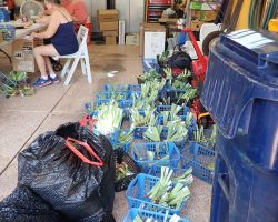 Sun Country Iris Society Rhizome Harvest