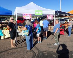 Sun Country Iris Society Rhizome Sale