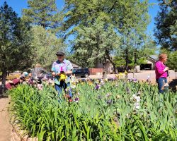 Sun Country Iris Society garden visit