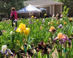 Sun Country Iris Society garden visit
