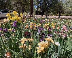 Sun Country Iris Society Garden Visit