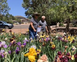 Sun Country Iris Society Garden Visit
