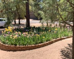 Sun Country Iris Society Garden Visit