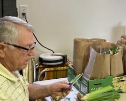 Sun Country Iris Society Rhizome Harvest