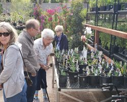 Sun Country Iris Society Potted Iris Sale