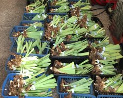 Sun Country Iris Society Rhizome Harvest