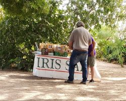 Sun Country Iris Society Rhizome Sale