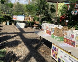 Sun Country Iris Society Rhizome Sales