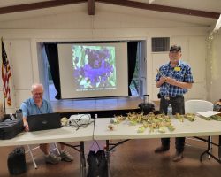 Sun Country Iris Society Rhizome Auction